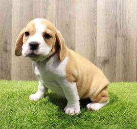 Beabull