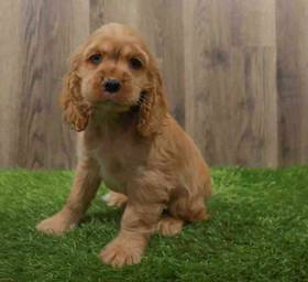 Cocker Spaniel