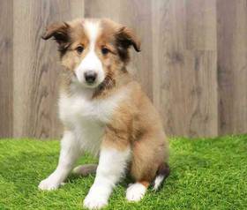Sheltie
