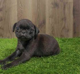 Pug