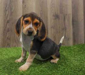 Beagle