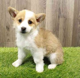 Pembroke Welsh Corgi