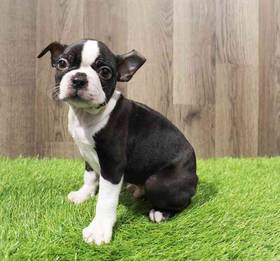 Boston Terrier