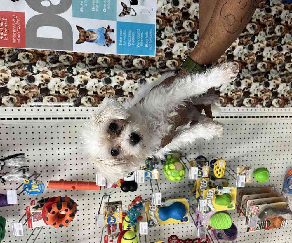 Male Maltese Puppy for Sale in Queensbury, NY