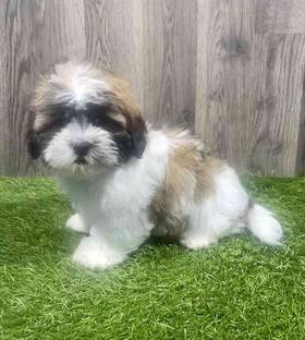 Lhasa Apso