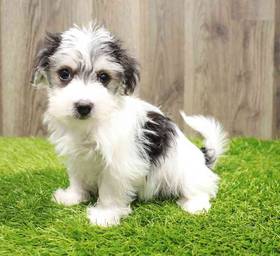 Morkie