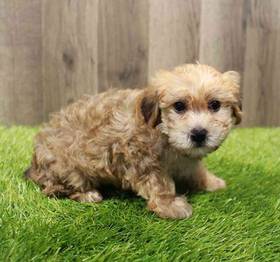 Yorkie-Poo