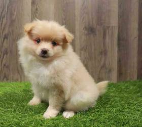 Pomeranian