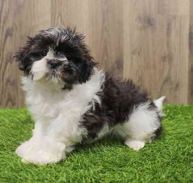 Shih Tzu