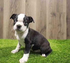 Boston Terrier