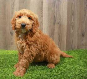 Mini Goldendoodle