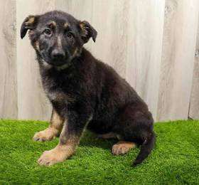 German Shepherd Dog