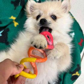 Pomeranian