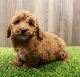 Cavapoo