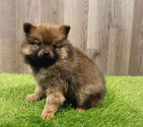Pomeranian