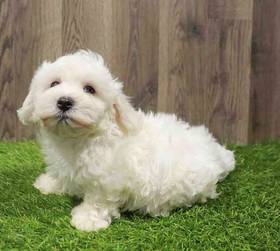 Havanese