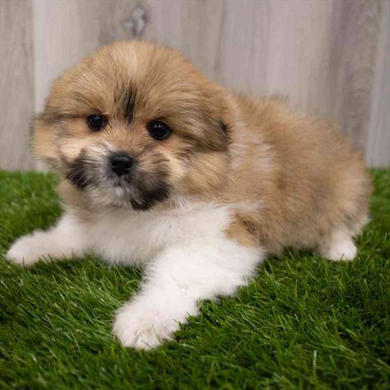 Shiranian puppies for hot sale sale near me