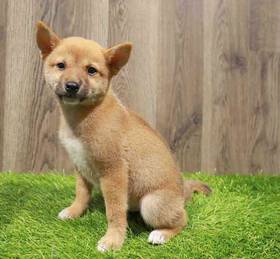 Shiba Inu