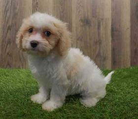Cavachon