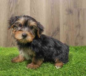 Yorkie