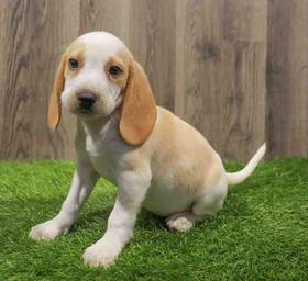 Beagle