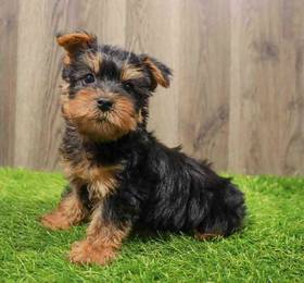 Silky Terrier
