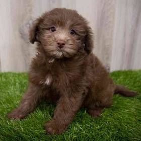 Pom-A-Poo