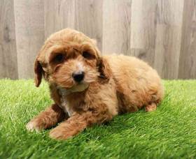 Cavapoo