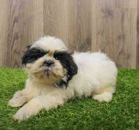Shih Tzu