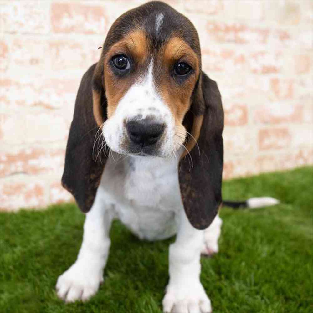 Albany store basset hound